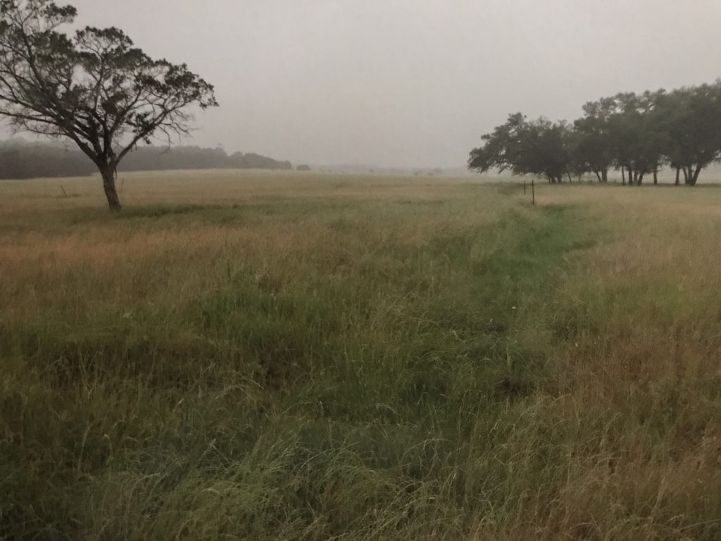 Grass field with one tree on the left and a group of trees on the back right