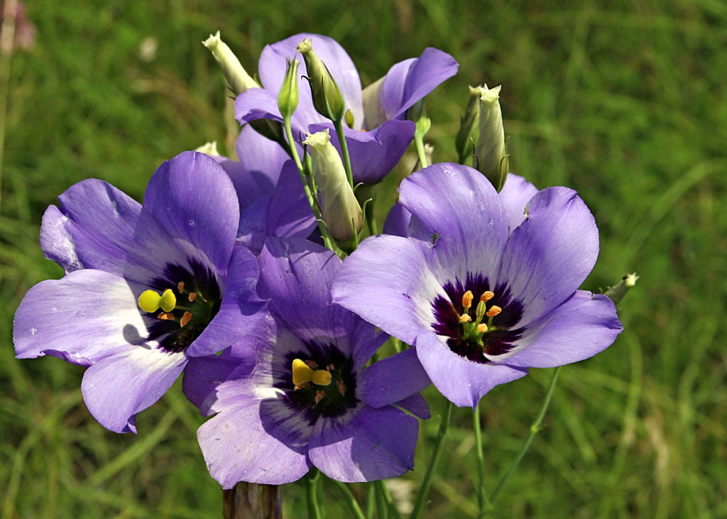 Purple flowers Eustoma grandiflorum